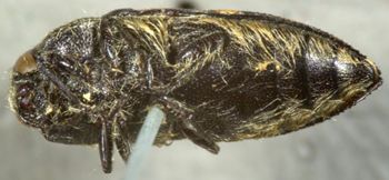 Media type: image;   Entomology 8024 Aspect: habitus ventral view